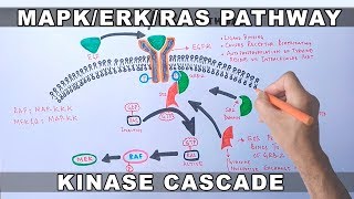 MAPKERK Signaling Pathway [upl. by Ylevol]