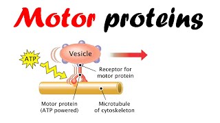 Motor proteins  dynein kinesin myosin [upl. by Kyriako]