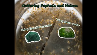 How To Culture Daphnia and Moinas using Green Water Spirulina powder [upl. by Nnyroc]