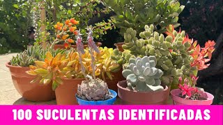 100 SUCULENTAS IDENTIFICADAS  Nombres Cientificos [upl. by Demaggio]