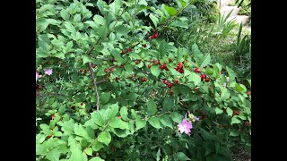 Nanking Cherry  Plant Profiles [upl. by Hildebrandt]