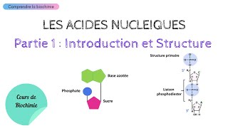 ACIDES NUCLEIQUES  INTRODUCTION ET STRUCTURE  Biochimie Facile [upl. by Aitra]