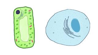 Specialised Cells [upl. by Mabelle]