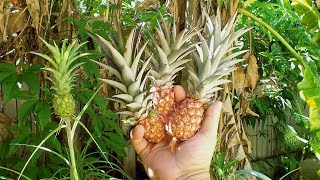 How To Grow Dwarf Pineapple Plant Indoors  Gardening Tips [upl. by Nile360]