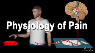 Physiology of Pain Animation [upl. by Ardnoyek177]