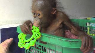 BABY ORANGUTAN PART TWO [upl. by Menashem]