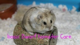 Basic Dwarf Hamster Care [upl. by Feriga321]