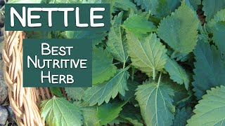 Stinging Nettle A Nutritive Herb and Energizing Tea [upl. by Noivaz629]