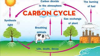 BIOGEOCHEMICAL CYCLES CARBON CYCLE [upl. by Wales]