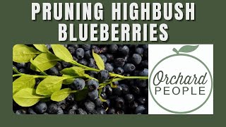 How to Prune Highbush Blueberry Bushes [upl. by Darsie]