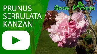 Prunus serrulata Kanzan Kwanzan  growing amp care [upl. by Tekcirc]