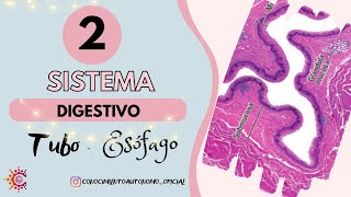 Sistema Digestivo II – Esófago y Tubo Digestivo Resumido  HISTOLOGÍA [upl. by Cacilia994]