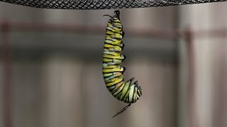 Monarch Caterpillar Changes to a Chrysalis [upl. by Oderfliw]