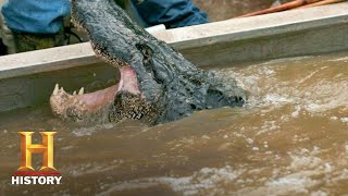 Swamp People Troys GIANT GATOR CATCH Ends the Hunt Season 8  History [upl. by Nickles]