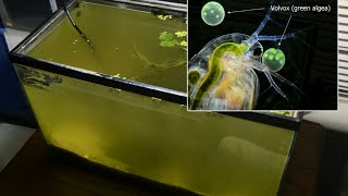 Raising Daphnia for the Freshwater Aquarium [upl. by Yesrej898]