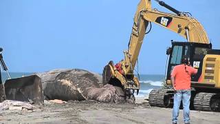 Raw Video Workers cut up beached whale for disposal [upl. by Ednyl]