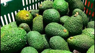 ¿Cómo cultivar AGUACATE HASS  Palta [upl. by Gardas]