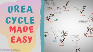 UREA CYCLE MADE EASY 2020  METABOLISMS MADE SIMPLE [upl. by Lekym]