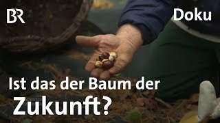 Esskastanie Ein Baum für die Zukunft gegen Klimawandel  Zwischen Spessart und Karwendel  Doku BR [upl. by Eceinal]