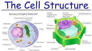 Biology  Intro to Cell Structure  Quick Review [upl. by Lertsek]