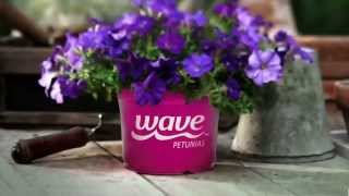 Wave Petunias  Whats the secret [upl. by Trix]