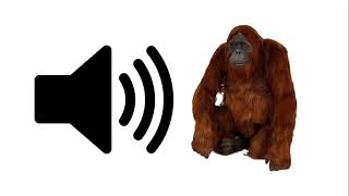 Orangutan  Sound Effect  ProSounds [upl. by Zhang]