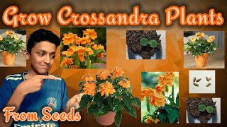 How to grow Crossandra Plants from seeds With successfull updates  Gardening Tip On Crossandra [upl. by Ahsehat]