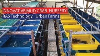 Innovative Urban Mud Crab Farming Nursery with RAS Technology [upl. by Josy]