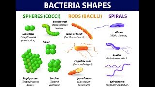 Tuberculosis  causes symptoms diagnosis treatment pathology [upl. by Anilra]