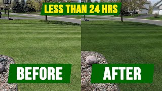 How To Get Your Grass DARK GREEN  In Less Than 24 Hours [upl. by Salome75]