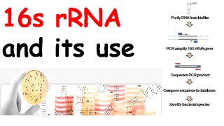 16s rRNA and its use [upl. by Uok480]