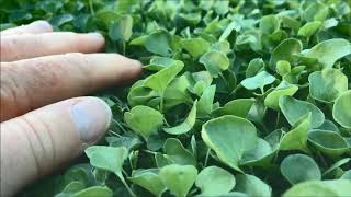 Dichondra Repens Trays  A No Mow Lawn [upl. by Sofia]