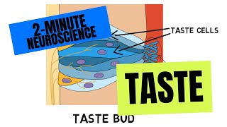 2Minute Neuroscience Taste [upl. by Robinette]