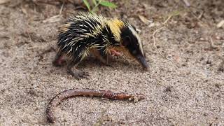 Lowland streaked tenrec endemic from Madagascar [upl. by Ethan]