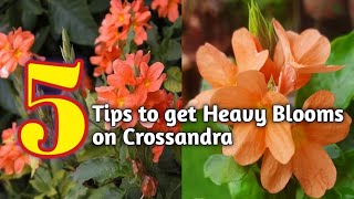 How to Get More Flowers On Crossandra plantAboliFirecrackerkanakambram plant [upl. by Avin]