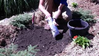 How to Plant Campsis Radicans Orange Trumpet Creeper [upl. by Ixel602]