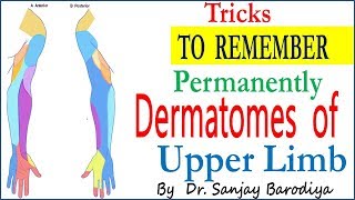 Trick to Remember DERMATOMES OF UPPER LIMB [upl. by Reed]