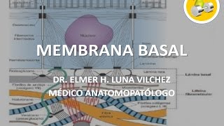 MEMBRANA BASAL  Dr Elmer Luna Vilchez [upl. by Sung167]