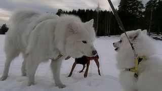 117 My Japanese Spitz 日本スピッツ meets the Samoyed for the first time [upl. by Corkhill]