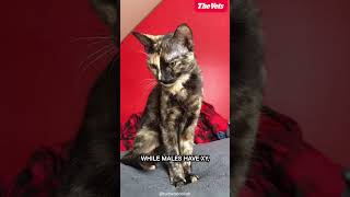 The Truth About Tortoiseshell Cats [upl. by Uriia]