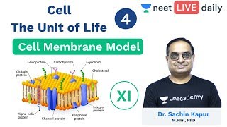 Cell  The Unit of Life  L 4  Cell Membrane Model  Class 11  Unacademy NEET  Sachin Sir [upl. by Hadnama]