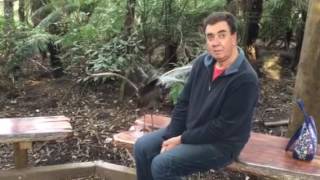 Lyrebird in Australia talking to an Englishman [upl. by Feola377]