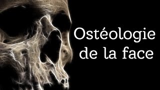 Anatomie  Osteologie de la face [upl. by Aivatnahs496]