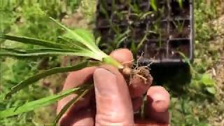 TRANSPLANTING LIATRIS SEEDLINGS [upl. by Andrey]