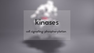 Cell signalling kinases amp phosphorylation [upl. by Mussman]