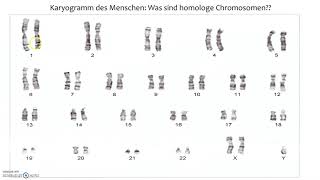 Homologe Chromosomen [upl. by Navets]