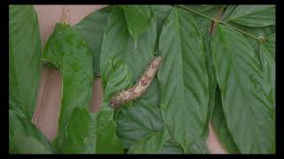 Life Cycle of the Blue Morpho Butterfly [upl. by Anner715]