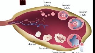 Ovarian Cysts [upl. by Cary]