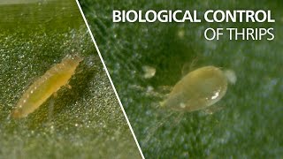 Biological control of thrips  Neoseiulus cucumeris [upl. by Aicyle]