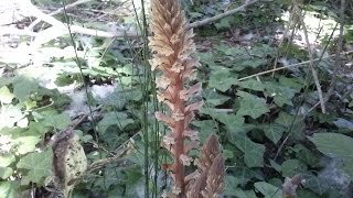 Orobanche medicinal plant [upl. by Asimaj26]